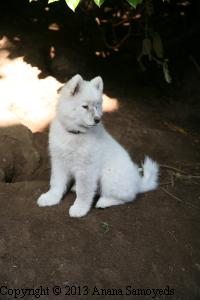 Tikaani Young Tikaani